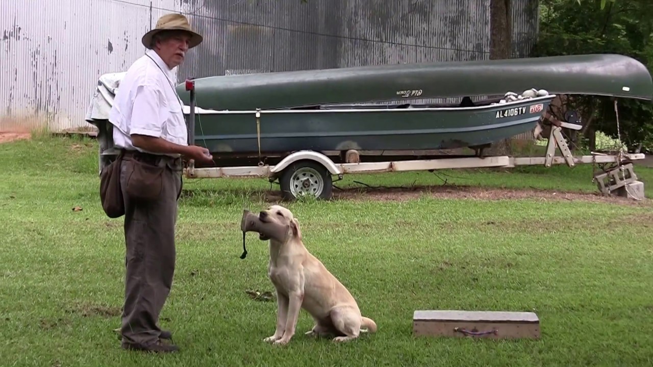 British Labs and Positive Gun Dog Training -  7-29-15