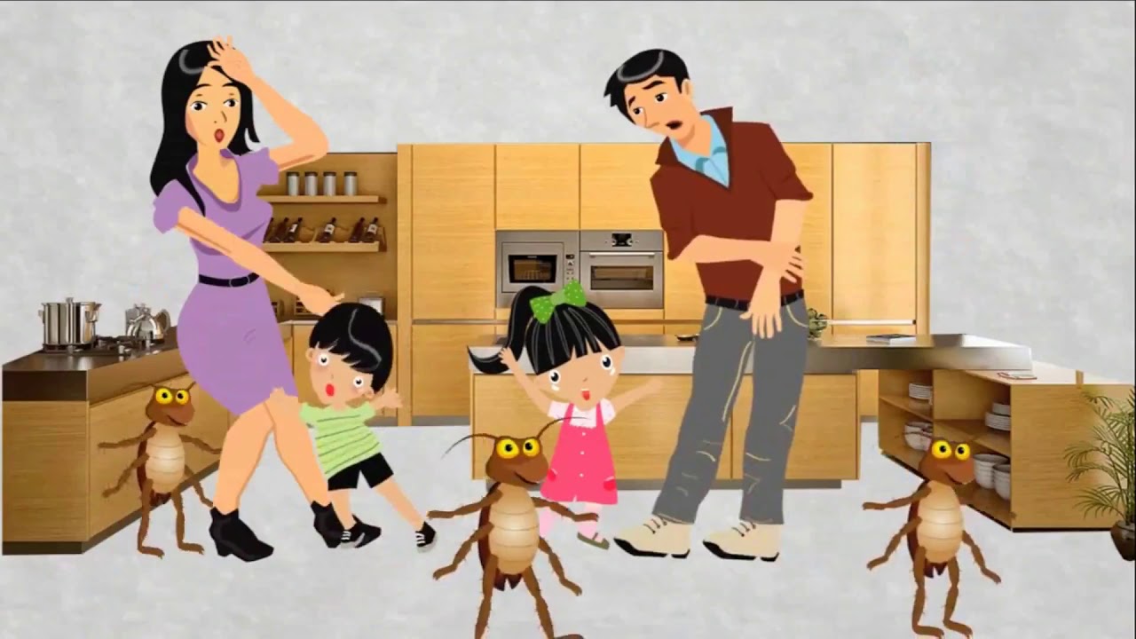 Pest Control Service | Bed Bugs, Spiders, Cockroaches, Ants, Rats, Bees & Wasps