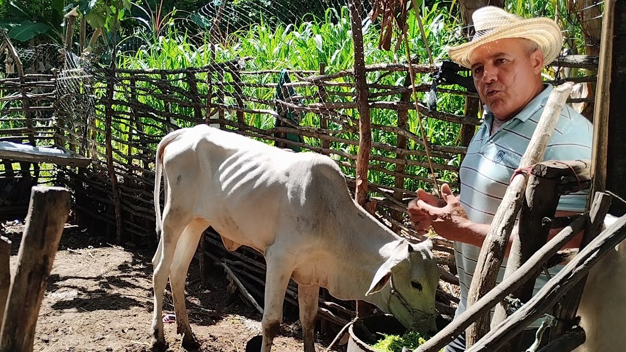 Chegou mais uma moradora aqui na fazendinha Buscapé!