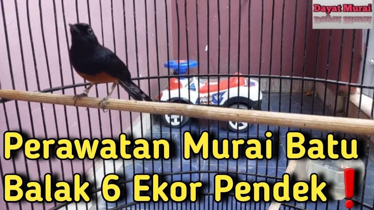 Perawatan Murai Batu Balak 6 Ekor Pendek