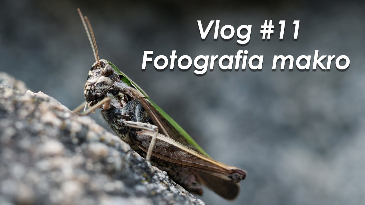 Vlog #11 Fotografia makro