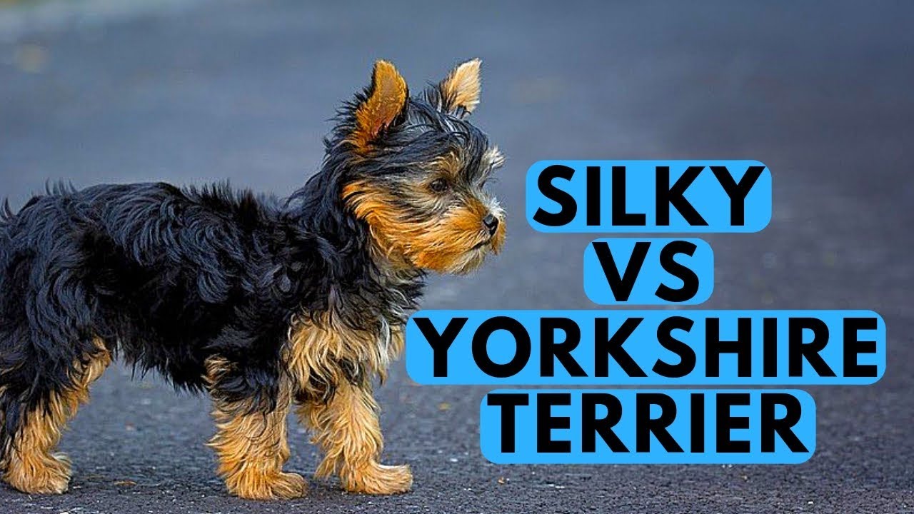 Yorkshire Terrier vs Silky Terrier Difference
