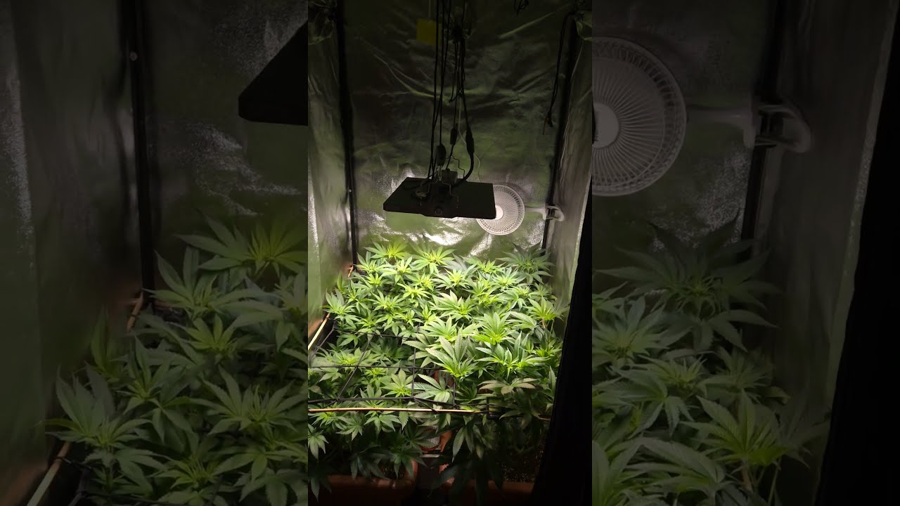 Wir haben Cannabis im Schlafzimmer angebaut und das ist passiert!