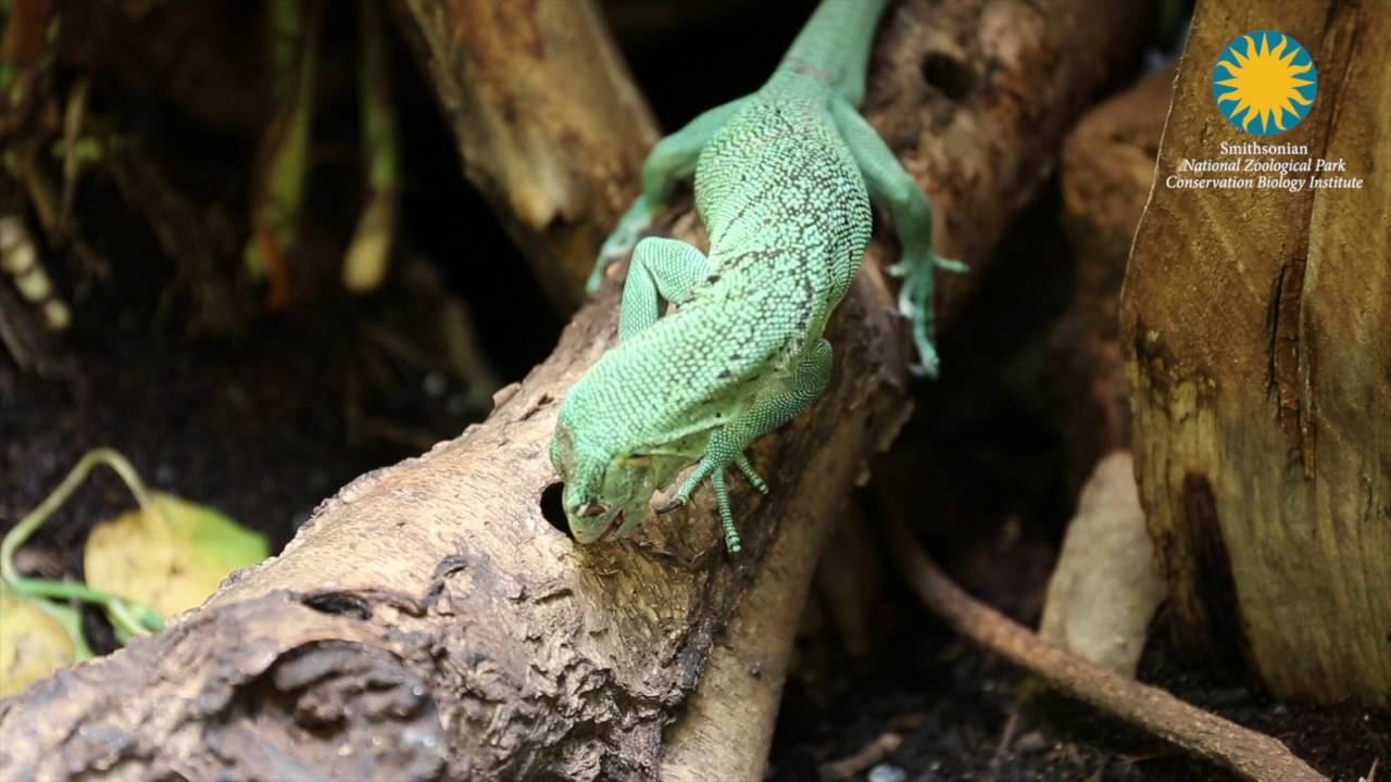 #ZooEnrichment: Green Tree Monitor at the Smithsonian's National Zoo
