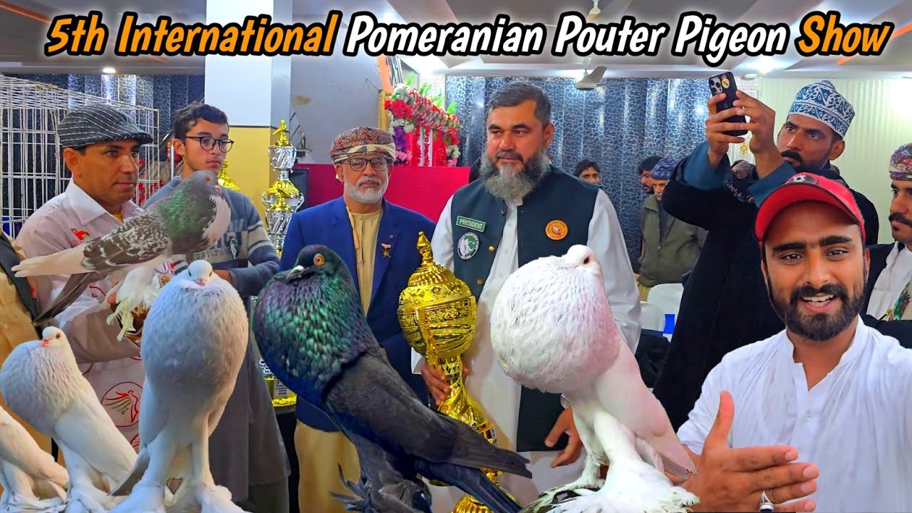 Pomeranian Pouter Pigeon International Show in Pakistan MB Vlogs 