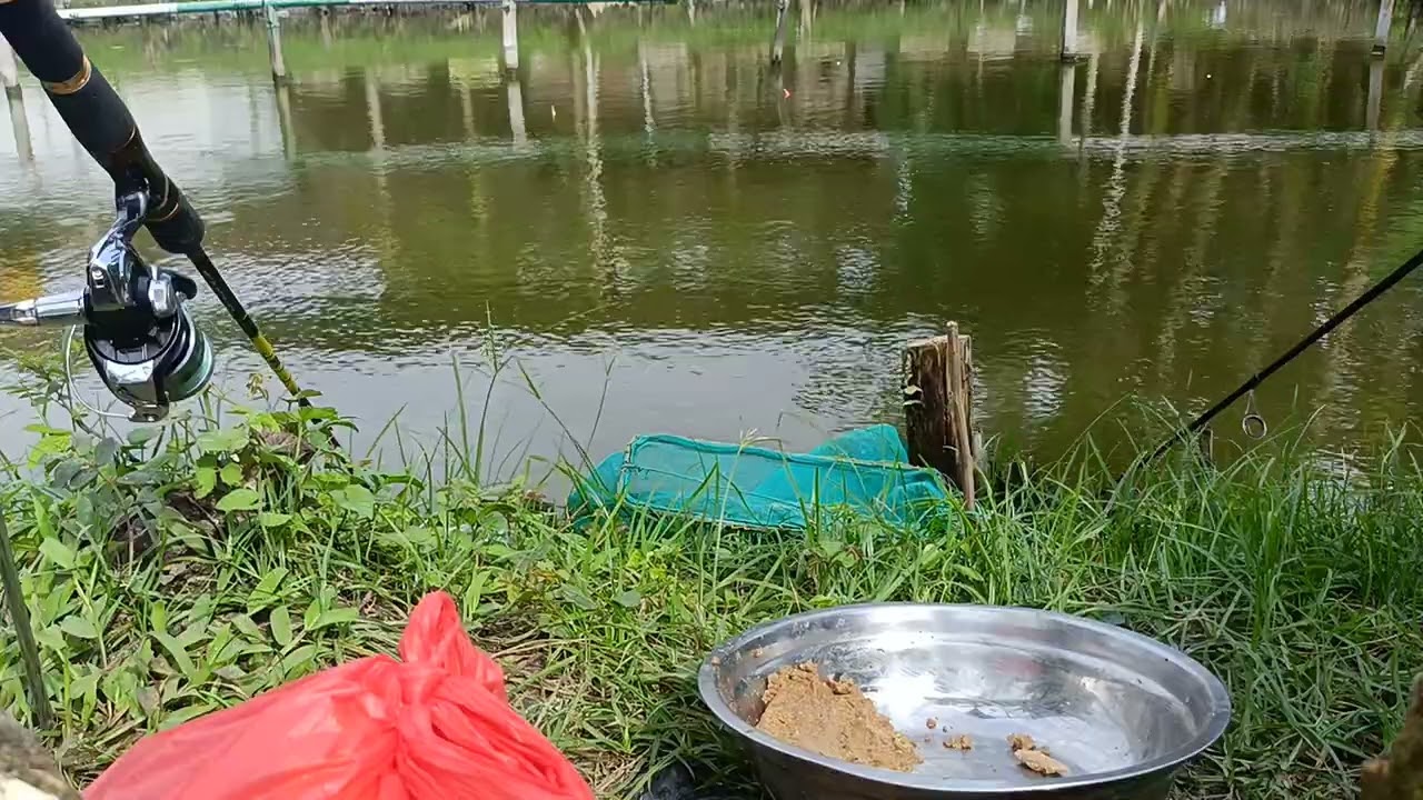TES UMPAN IKAN PATIN TANPA SKIP