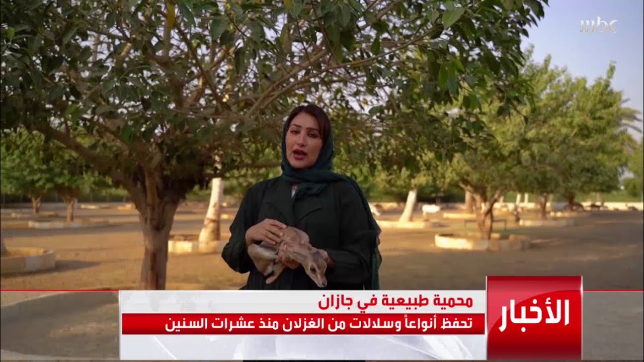 محمية طبيعية في #جازان تحفظ أنواعاً وسلالات من الغزلان منذ عشرات السنين