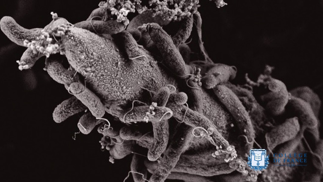 Maladies infectieuses : une acc&eacute;l&eacute;ration de leur fr&eacute;quence depuis 70 ans - Philippe Sansonetti