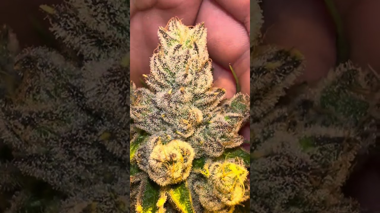 G rolls, sunset runtz, chimera#3 bx, zereal milk, gorilla cream