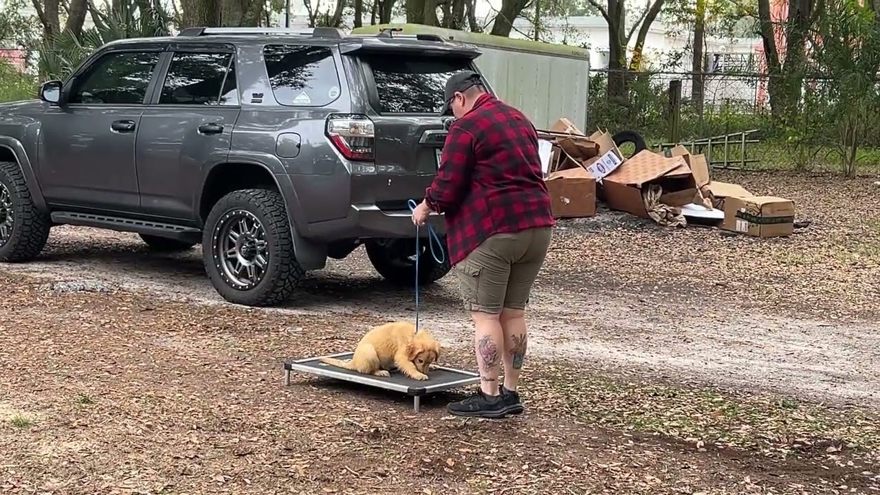 Bella - Training 