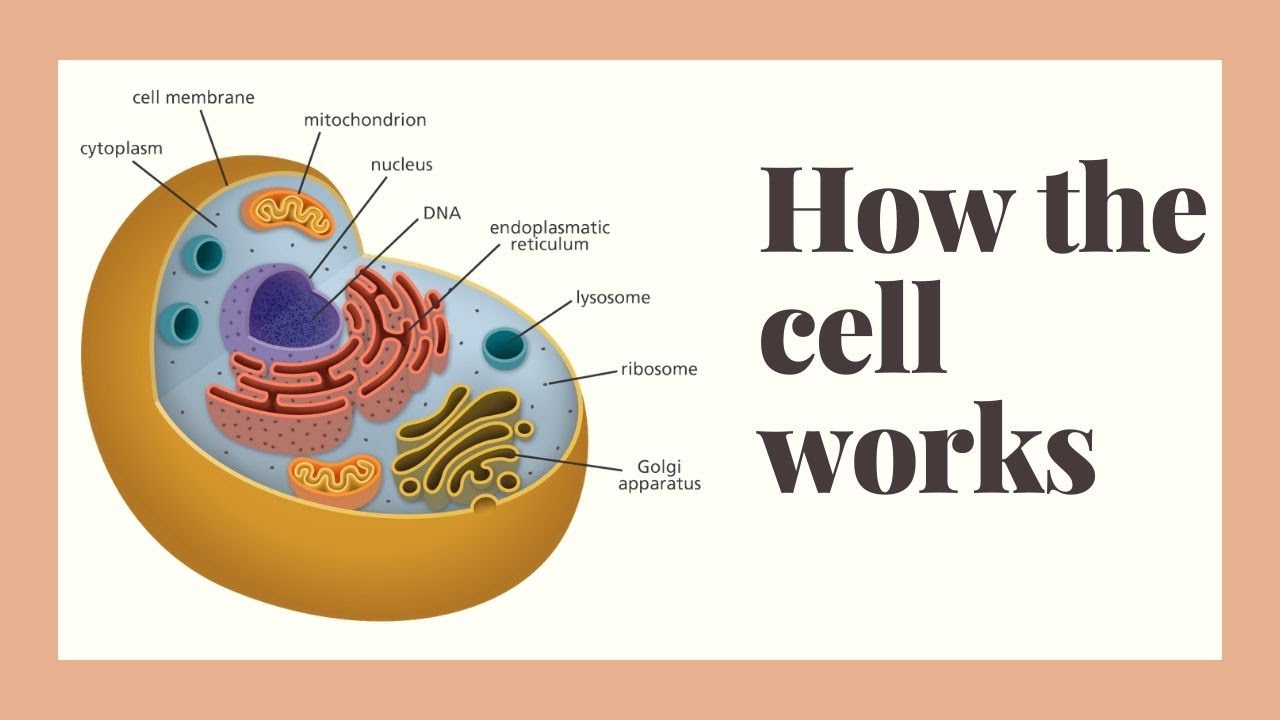 how does the human cell work?
