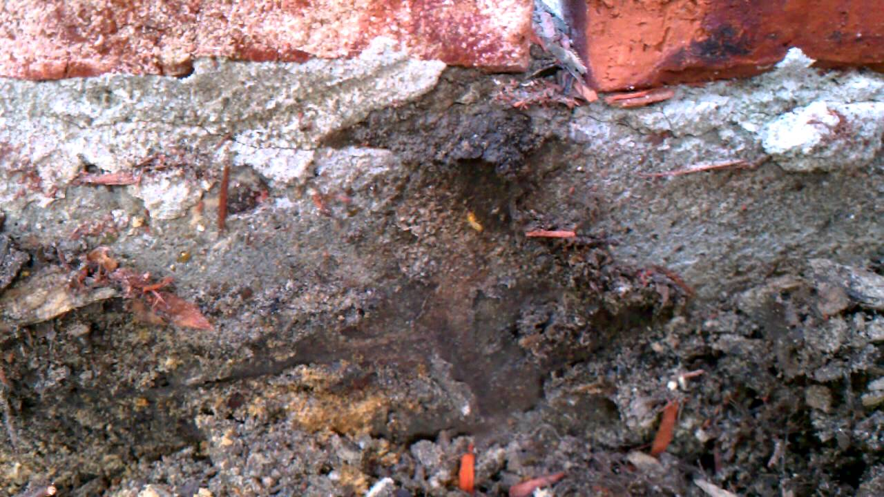 Termites in the Houston, Texas Area (Stampede Pest Control)