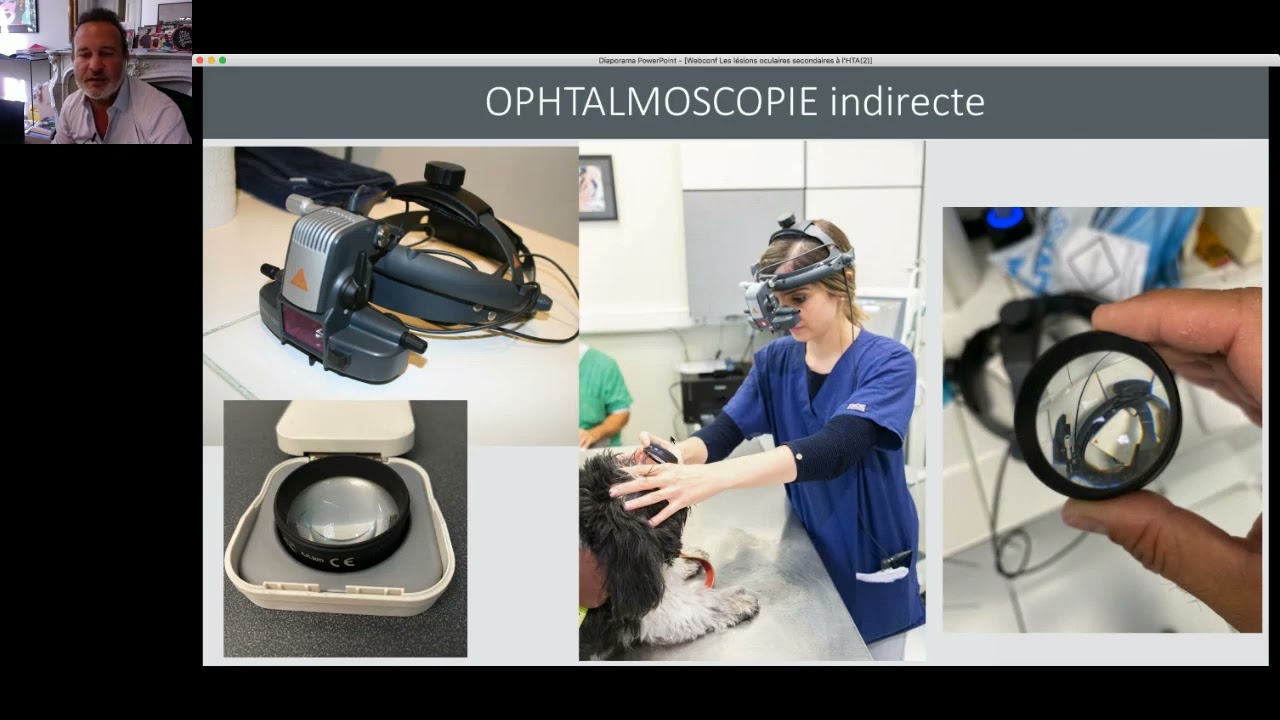 Lésions oculaires et HTA chez le chat