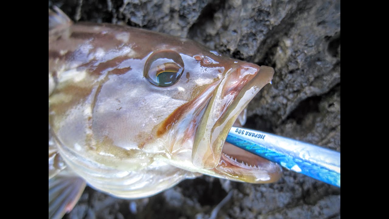 Shore jigging. Goldblotch grouper (Kirnja zlatica, Epinephelus costae). 30.04.2016.
