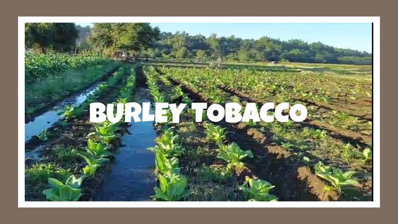 PART 1: PLANTING BURLEY TOBACCO / ILOCANDIA VLOG / LIFE OF A FARMER