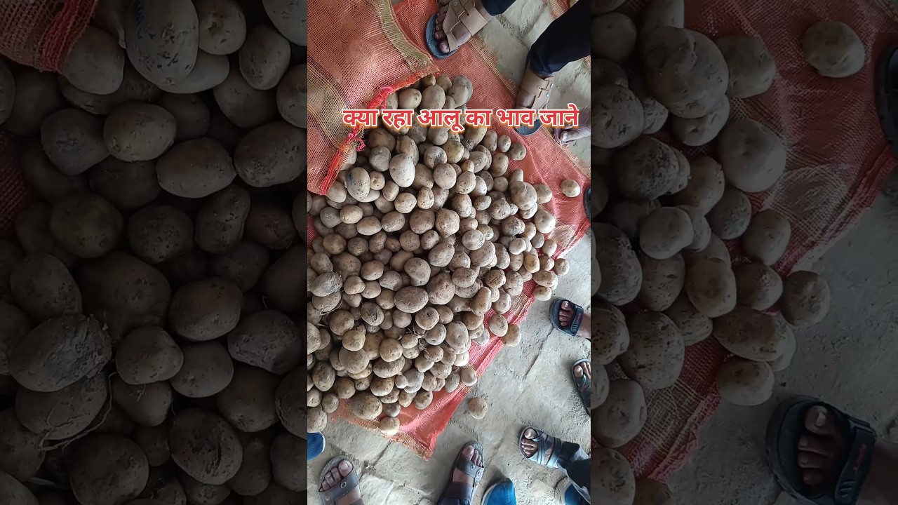 आलू के भाव में उछाल📈 Aalu ka Bhav #potatomarket #aalu