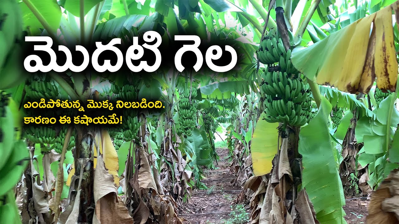 E437 | అరటి మొక్క బతకడానికి చేయని ప్రయత్నం లేదు! |#gramabazaar | 94912 78836, 833 1800 100