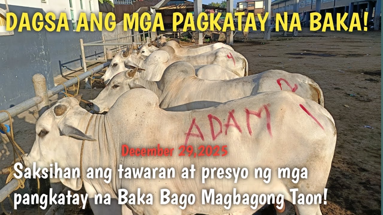 Huling Araw ng Bentahan ng Pangkatay na Baka! Dagsa ngayon!