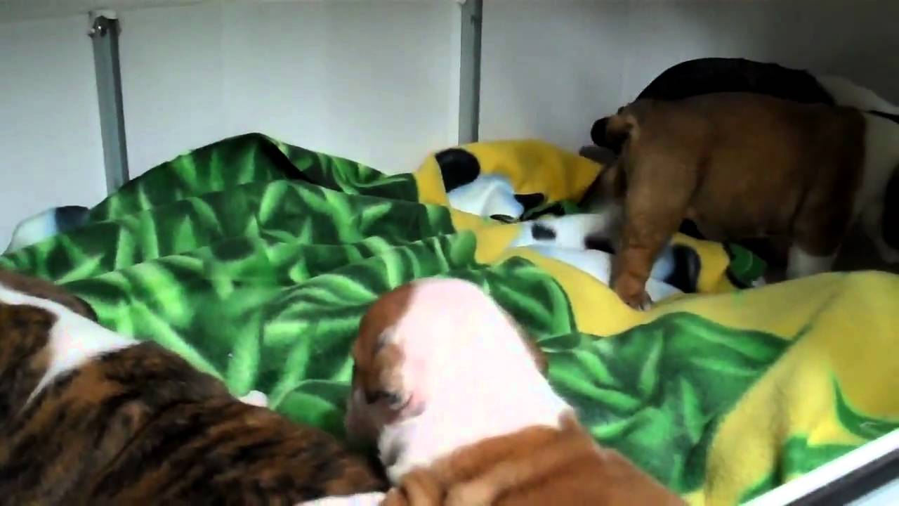 How to build English bulldog puppy incubators