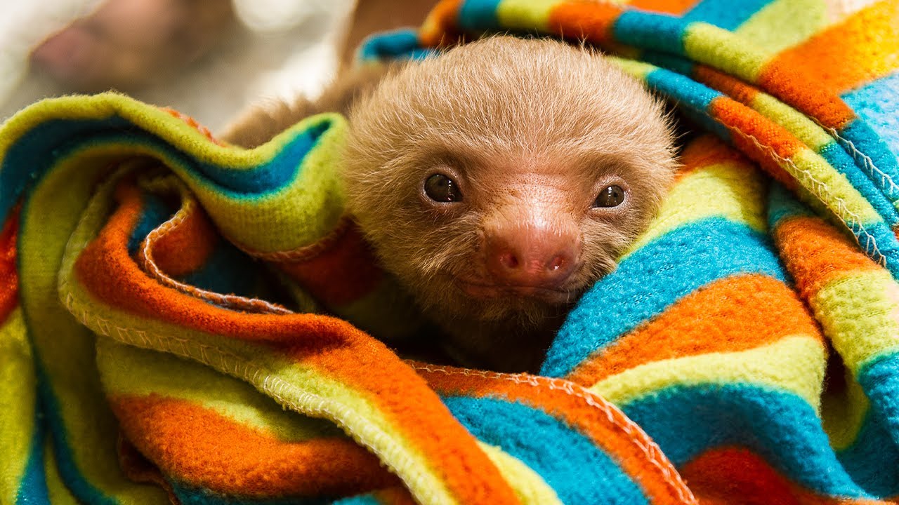 International Sloth Day 2017 | The Great Projects