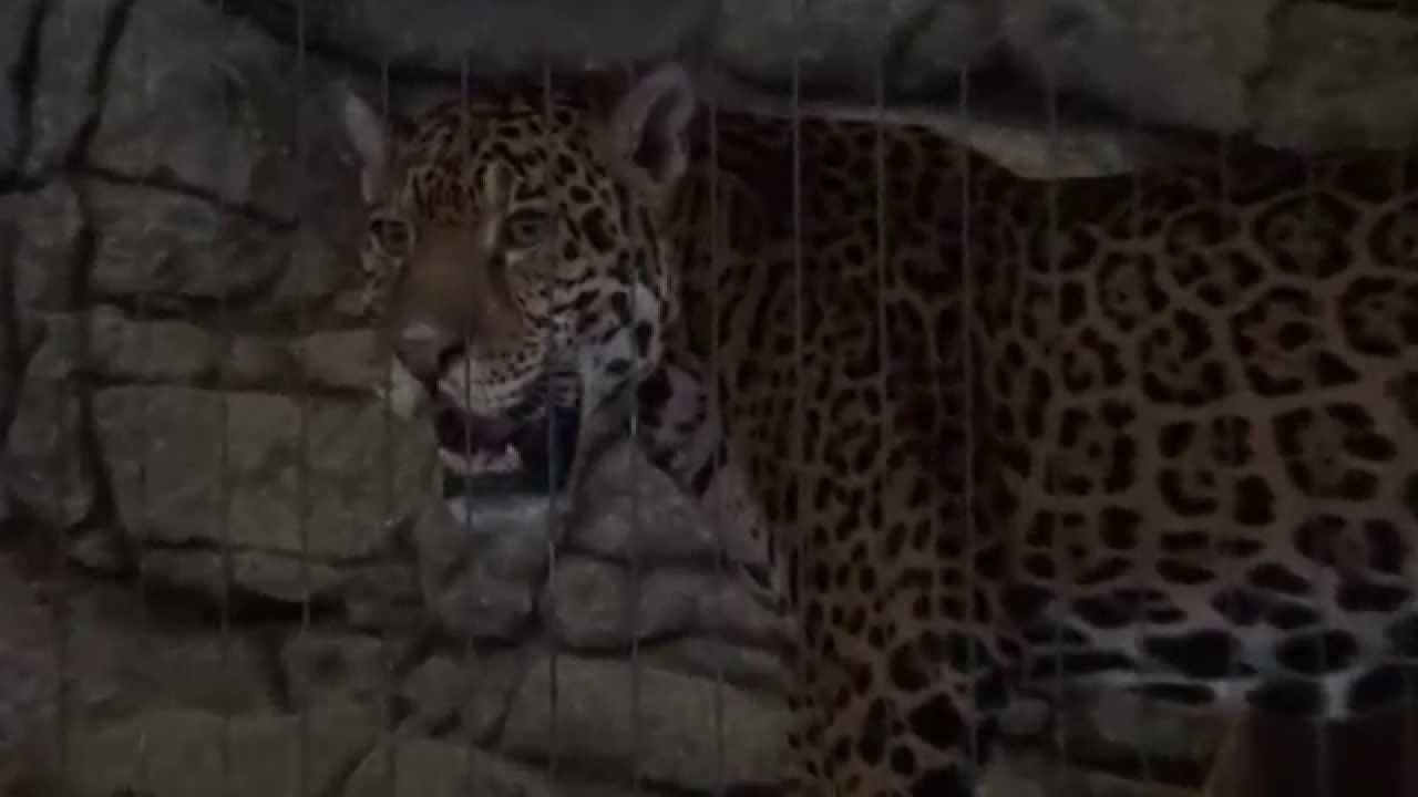 Jaguar Roaring at Lincoln Park Zoo - Chicago