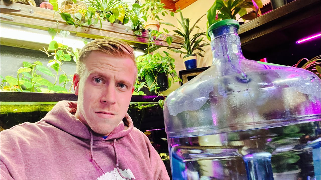 Using Distilled Water on Houseplants