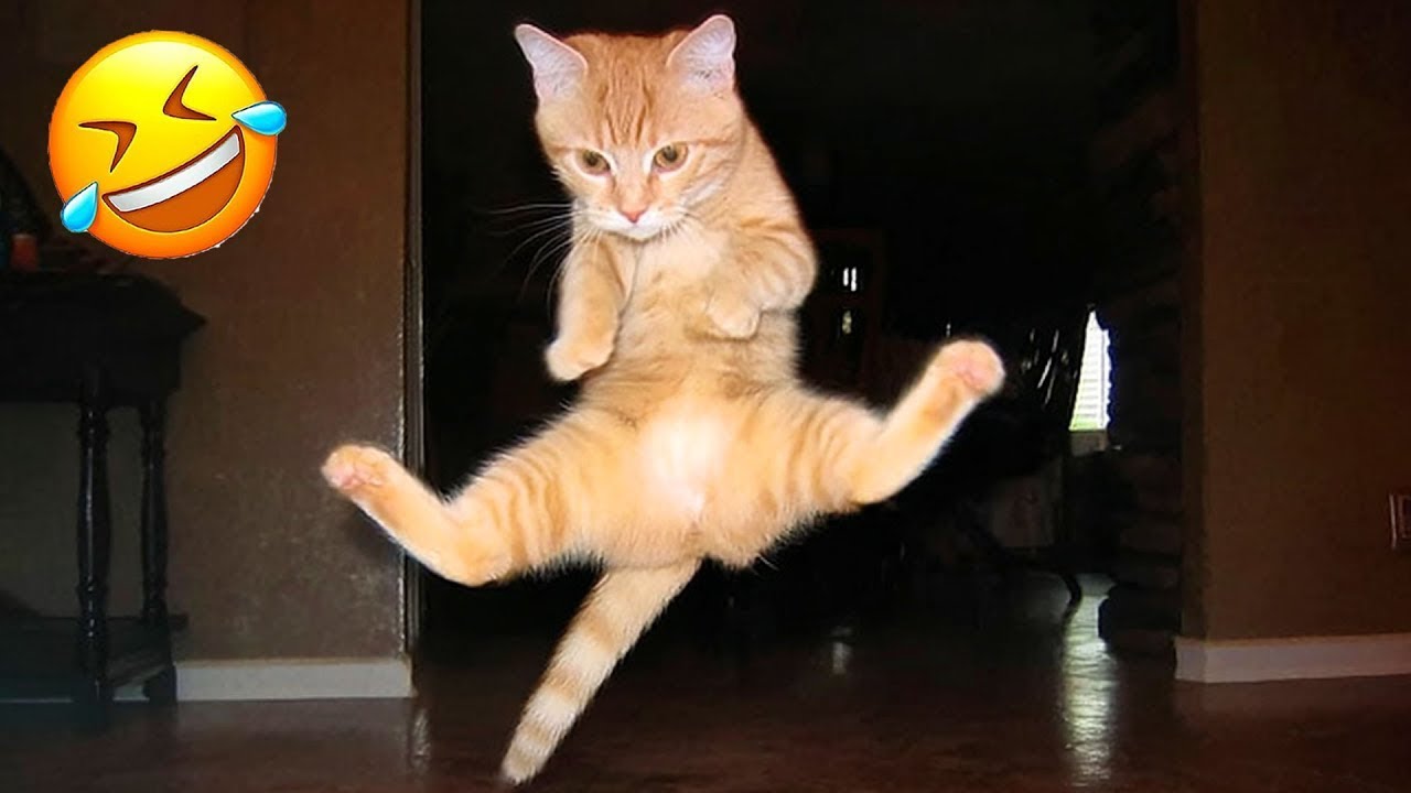 When God Gives You a Smart & Mischievous Cat 😂🐱