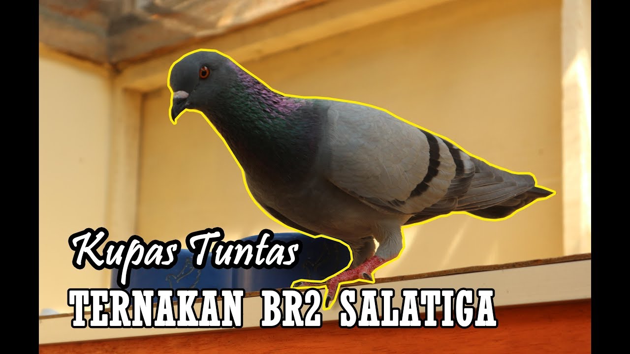 Kupas tuntas Trah BR 2 Salatiga