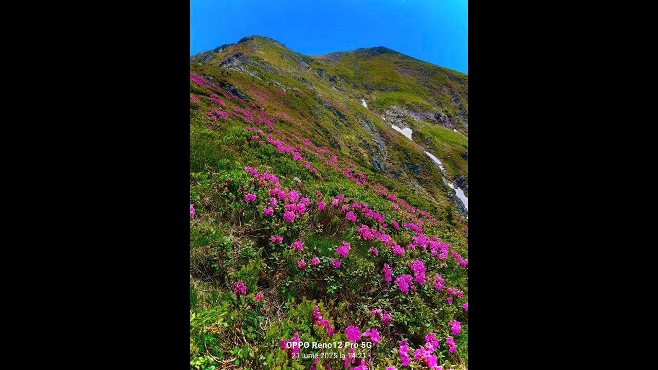 SPECTACOLUL BUJORULUI DE MUNTE IN FAGARAS MUCHIA SCARISOARA VARFUL SCARA