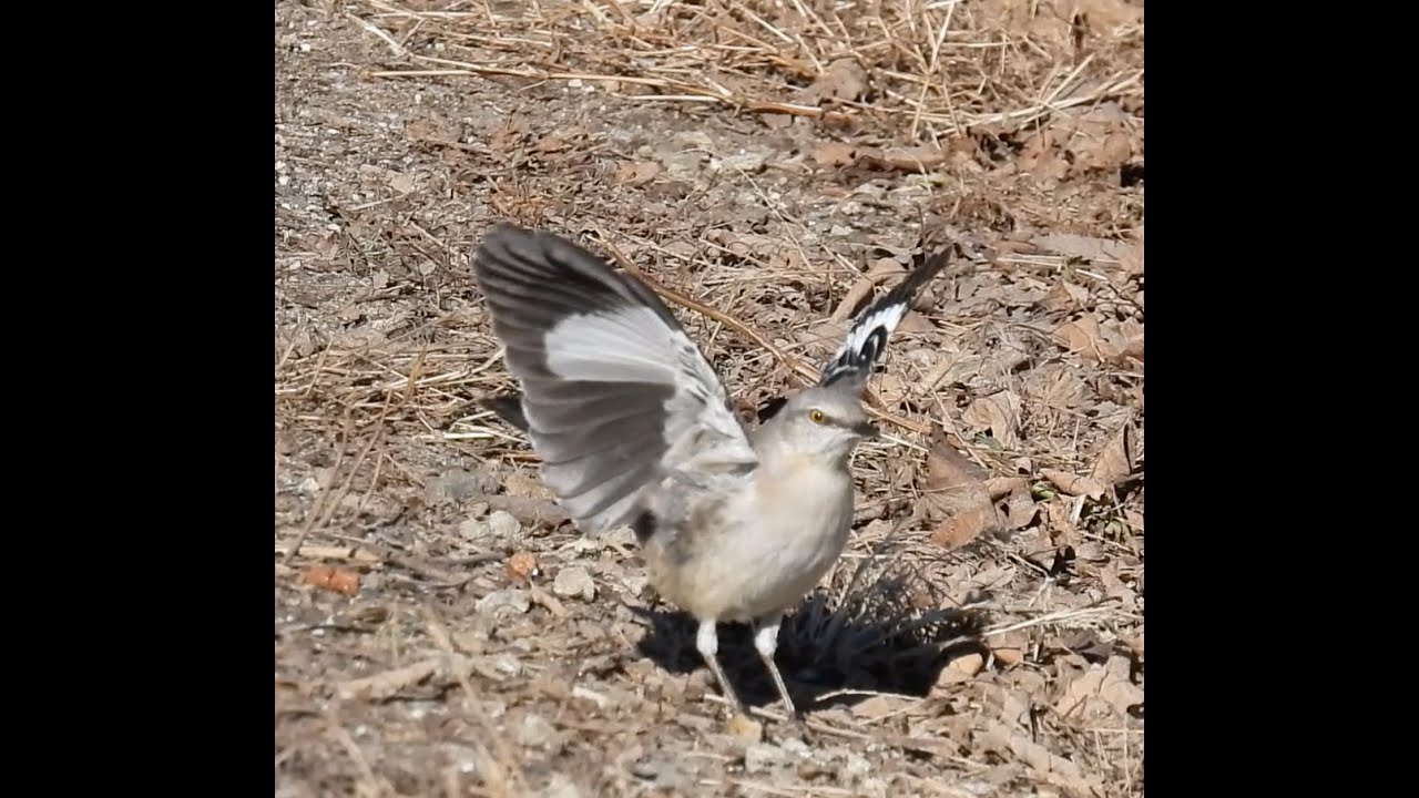 Northern Mockingbird (foraging)