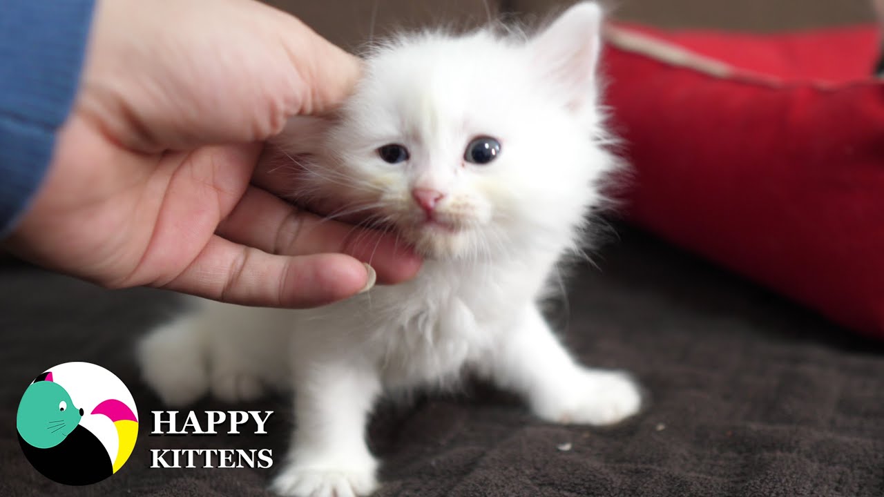 Милые, красивые котята