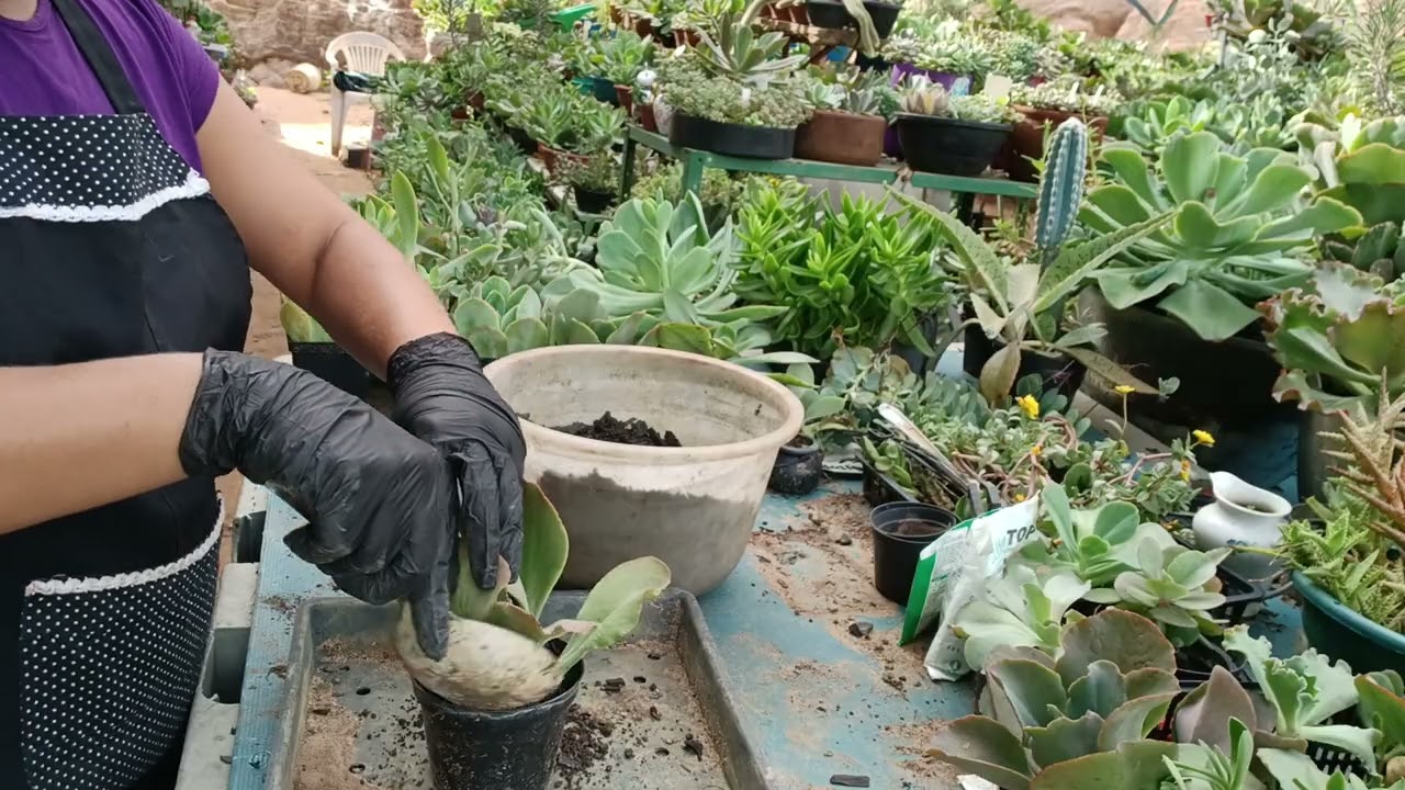 Vem plantar comigo mudas de venda🤩#suculentas #plantas 