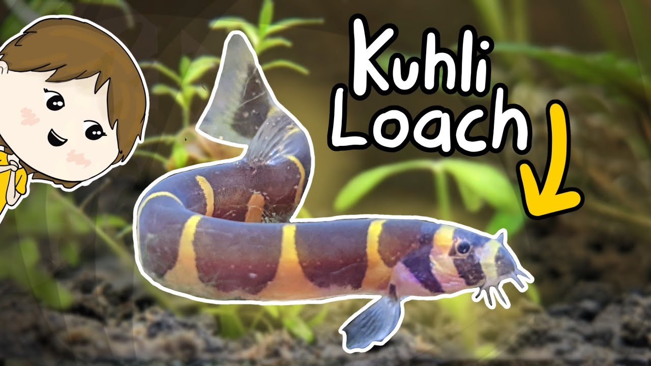 Kuhli Loach Care - Beginner's Guide