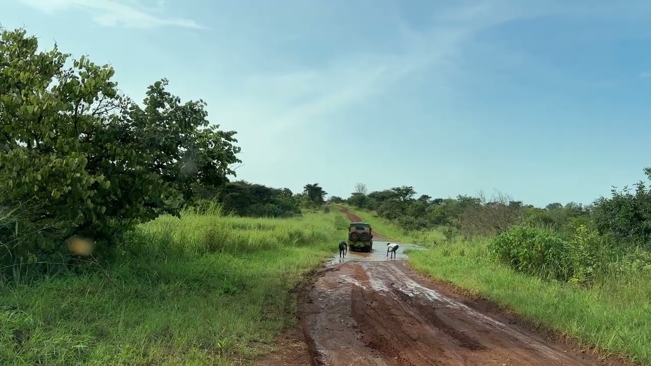 Floodwaters made the drive to Kidpeo NP in Uganda quite exciting.