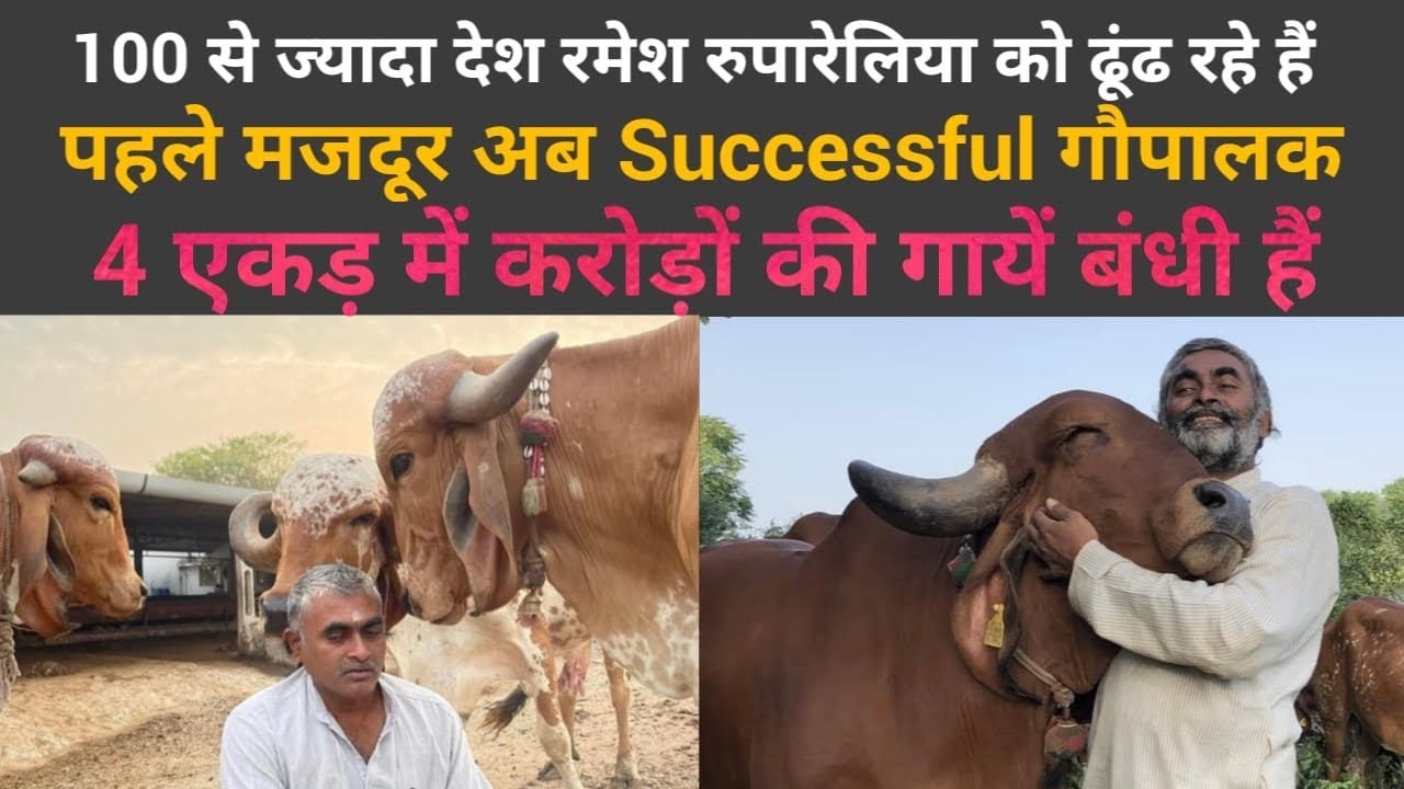 Ramesh Rupareliya का गिर गौपालन, टूटी-फूटी गाय से बनाई करोड़ों की गौशाला। 12000 रुपए Kg बेचते हैं घी