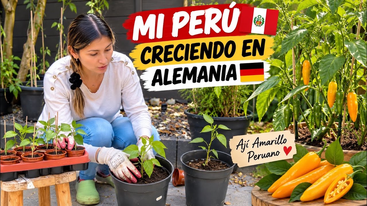 Cómo Cultivar Ají Amarillo Peruano en Alemania 🇩🇪 ¡Técnicas para climas fríos! | Shirley Tocic