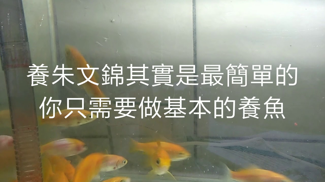 朱文錦養殖[養殖系列]#01
