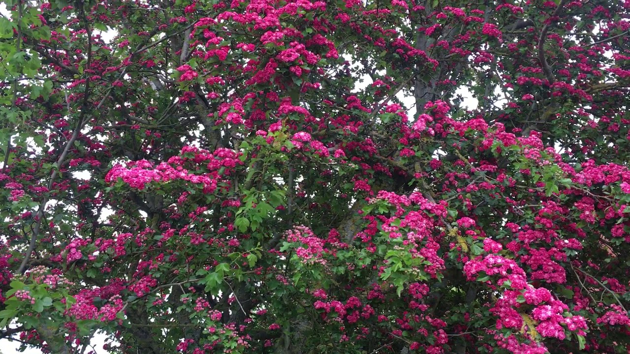 Pink Hawthorn (Crataegus) - entire tree - May 2019