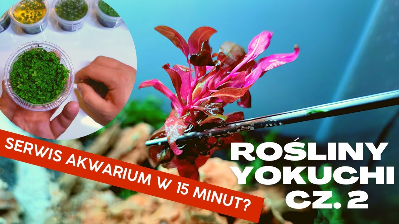 Iwagumi 60p na roślinach Yokuchi - Serwis zbiornika