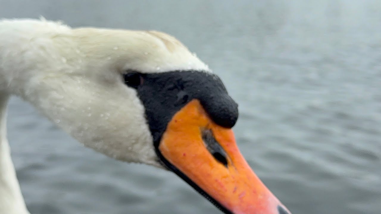 Swan Pen (Ellie) Having Her Seeds/Grains. 27 Feb, 2026. 