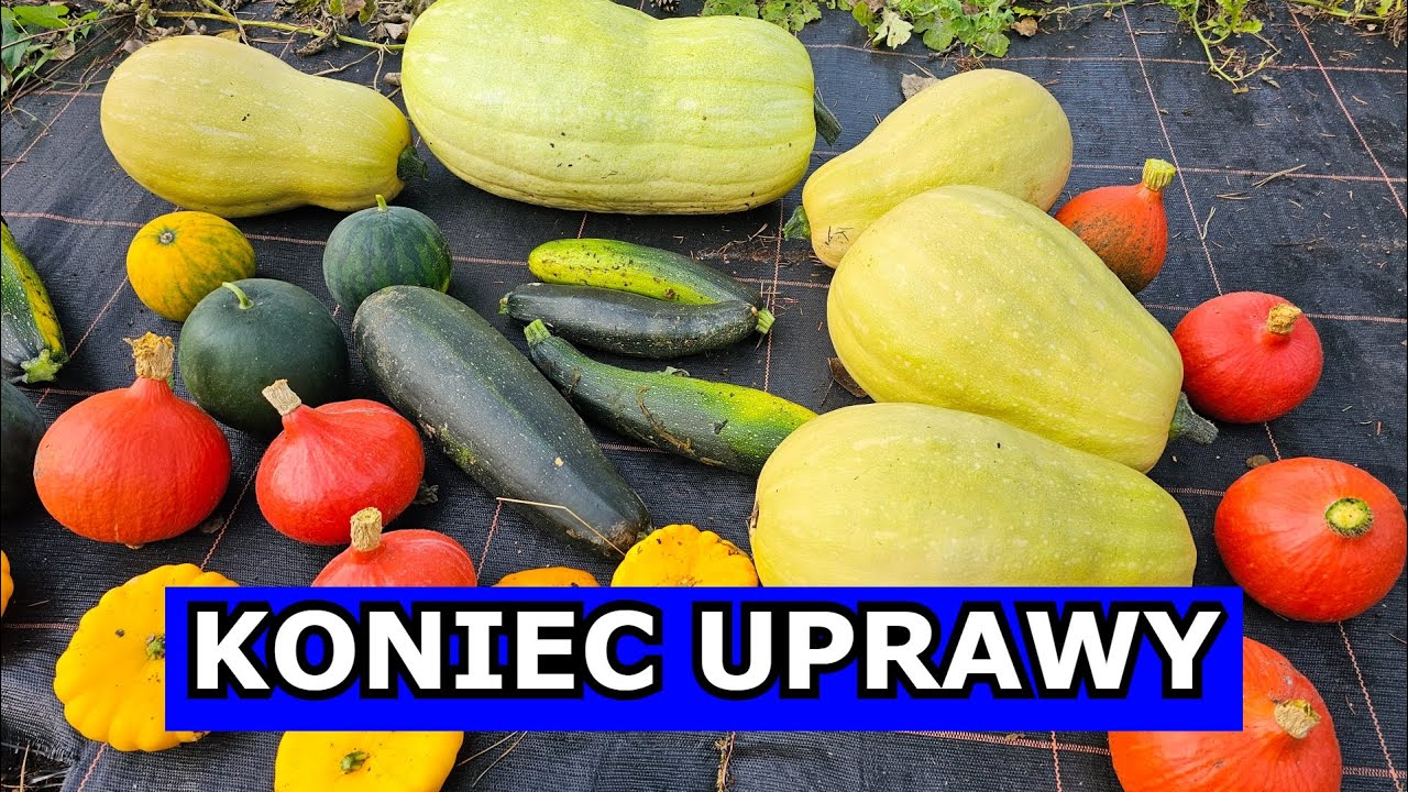 Koniec Uprawy Ukochanych Warzyw - Arbuz, Dynia, Cukinia, Patison ostatnie Zbiory. Uprawa Warzyw 2023