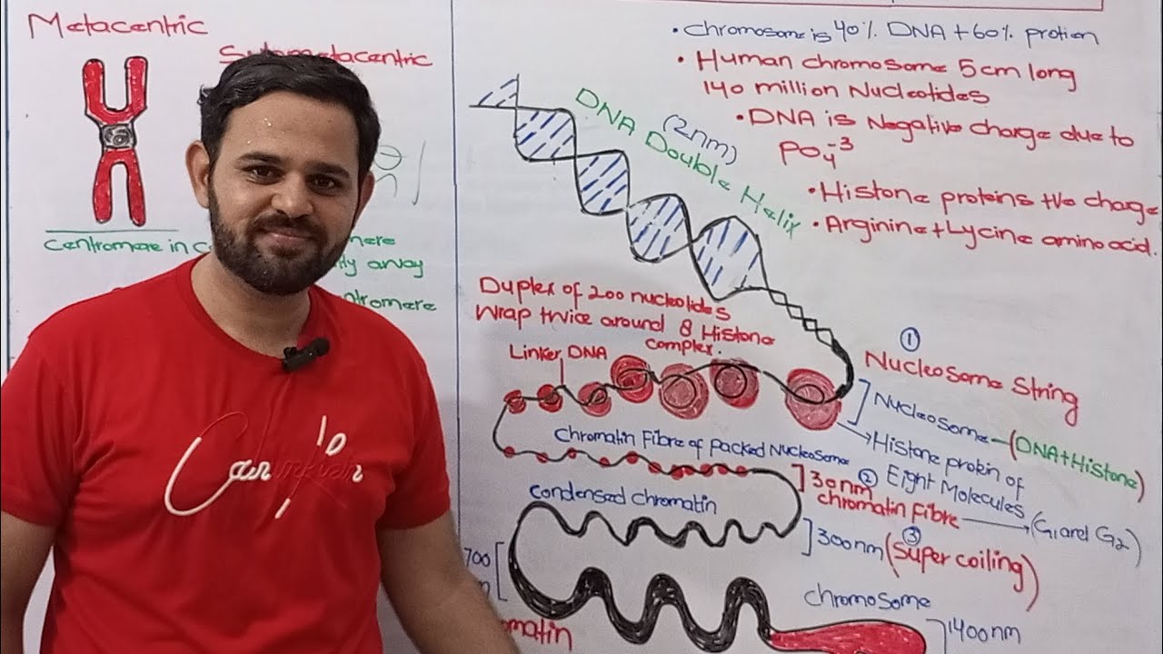 Chromosome and DNA | Types of Chromosomes | Composition and Structure of Chromosome | Class 11 | NBF