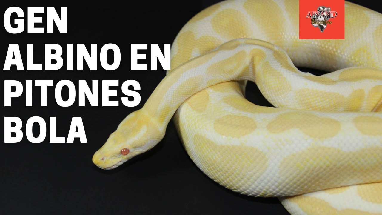 GEN ALBINO EN PITON BOLA 🔥 Y NUEVA INTRO DEL CANAL