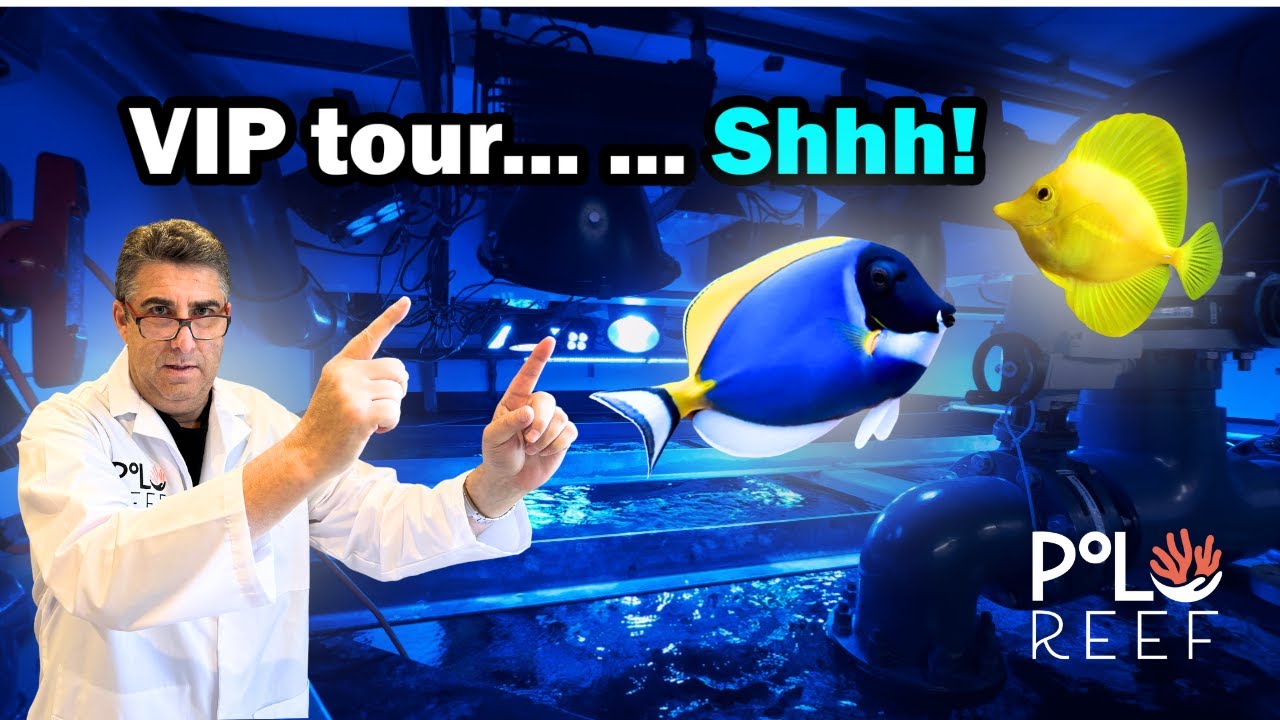 Behind-The-Scenes Walkthrough of America's Largest Home Reef Aquarium Systems!