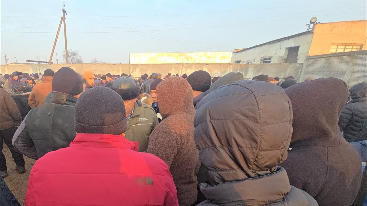 Xujabot mol Bozori Narxlari Boqma Buqalar Yosh Buqalar va XUNAJINLAR NARXLARI 