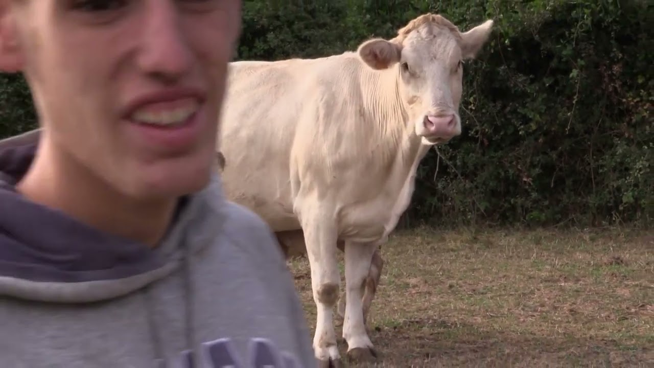 Ganaderos en su h&aacute;bitat | Yeguas y pirenaicas | 27.9.2025