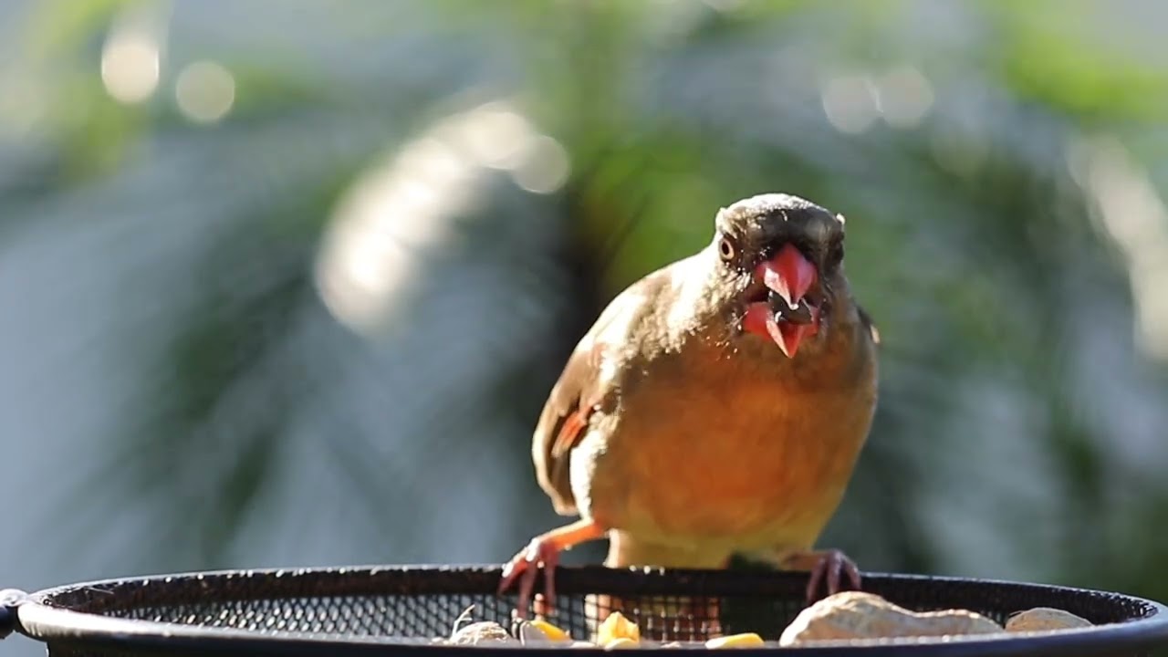 Birds eating sunflower seeds Close - Up (4K)