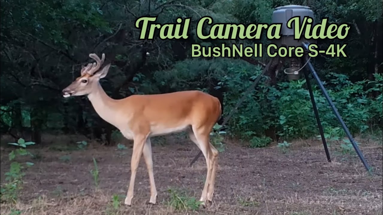 2021 BushNell Core S-4K Trail Camera Video
