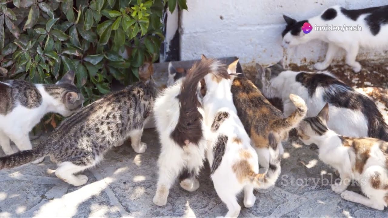 Blood Drinking Cats of South Africa 