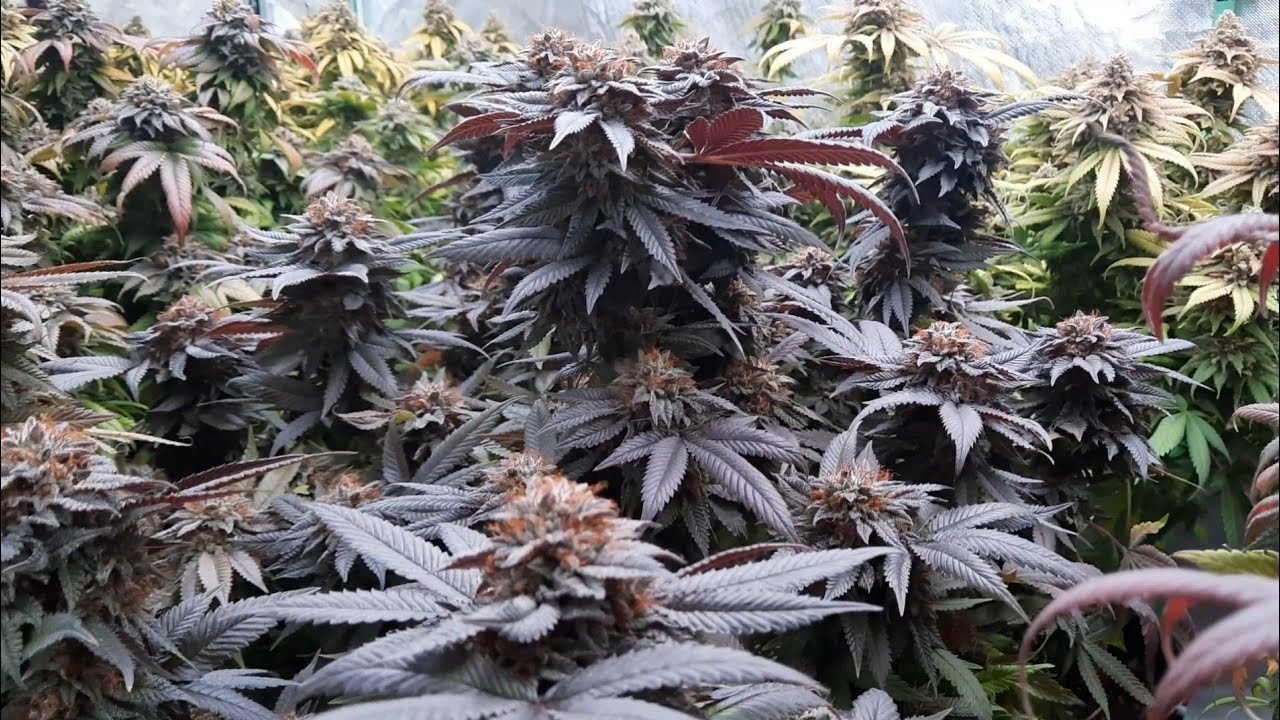Part 2: Girl Scout Cookies and Flowerbomb Kush Flowering